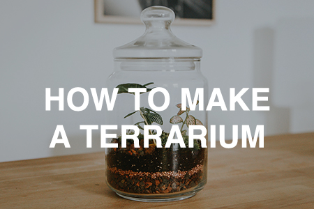 How to make a terrarium