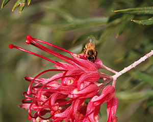 Australian native pests & diseases