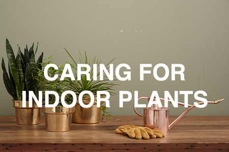 Indoor Plant care guide