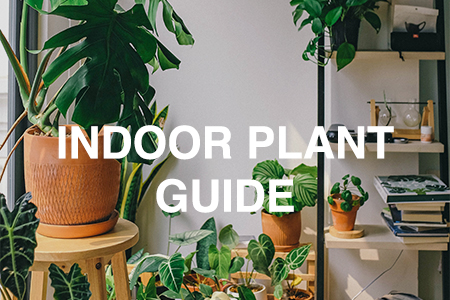 Indoor plant guide