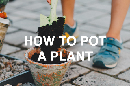 How to pot a plant