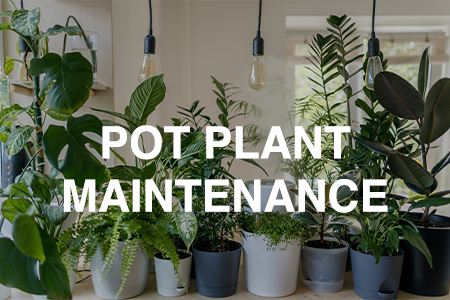 Pot plant maintenance