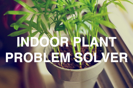 Indoor plant problem solver