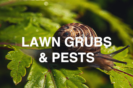 Lawn grubs & pests