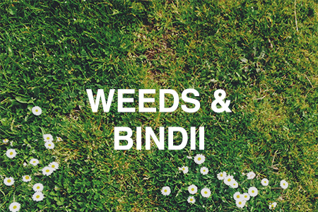 Weeds & bindii
