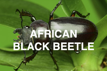 African black beetle