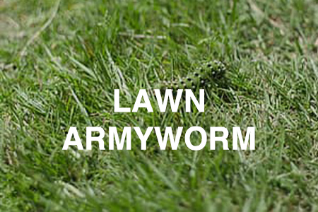 Lawn armyworm