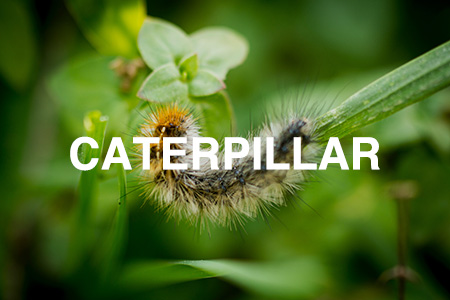 Caterpillars