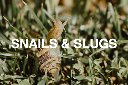 Snails & slugs