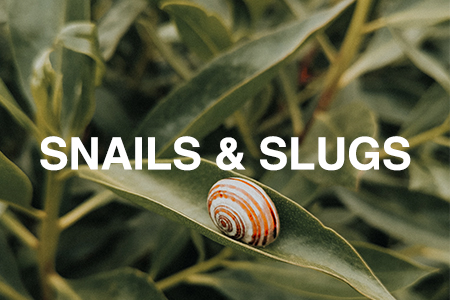 Snails & slugs