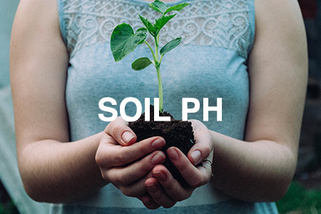 Soil pH