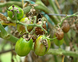 Tomato blight