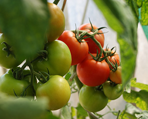 Pests & diseases on tomatoes