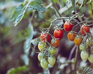 How to grow tomatoes