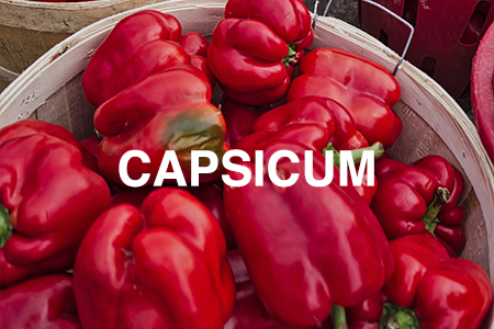 How to grow capsicum