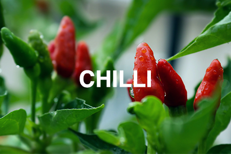 How to grow chilli