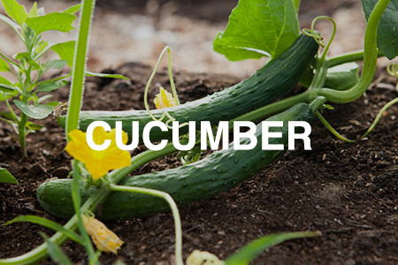 How to grow cucumber