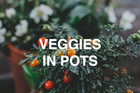 How to grow veggies in pots