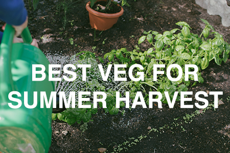 Best veggies for summer harvest