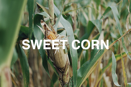 How to grow sweet corn