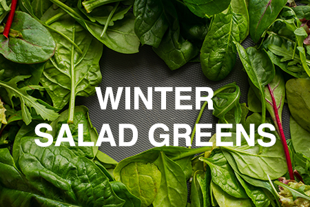 How to grow winter salad greens
