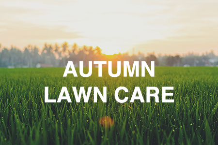 Autumn lawn care
