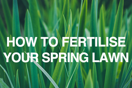 How to fertilise your spring lawn