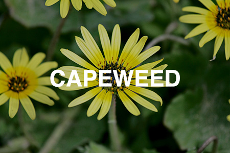 Capeweed