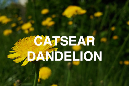 Catsear dandelion