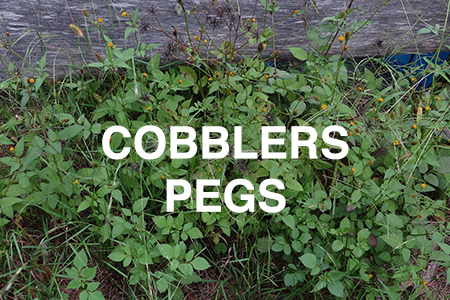Cobblers peg