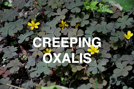 Creeping oxalis