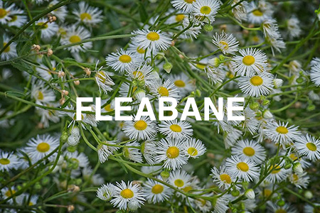 Fleabane