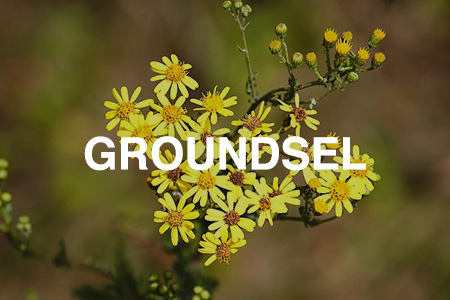 Groundsel