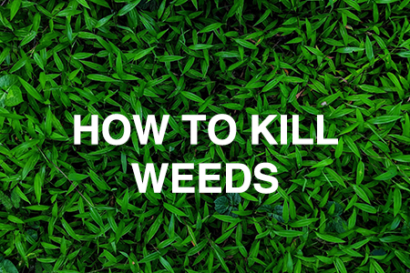 How to kill lawn and garden weeds