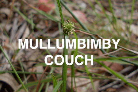 Mullumbimby couch